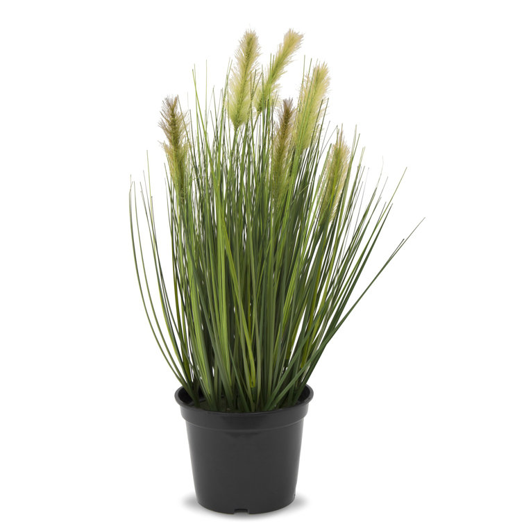 The Seasonal Aisle 57Cm Artificial Pampas Grass in Pot Wayfair.co.uk